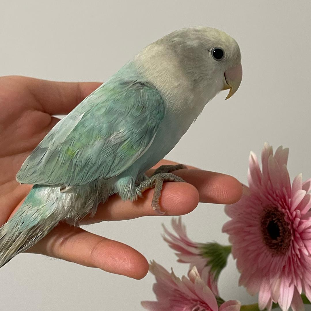 Jasmine🦜茉莉
