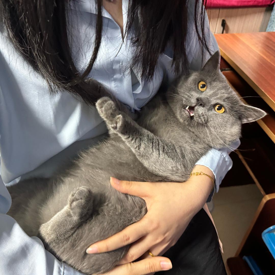 暴龙咩战士