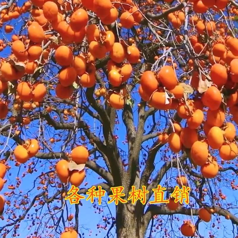 恒宇庭院造型树