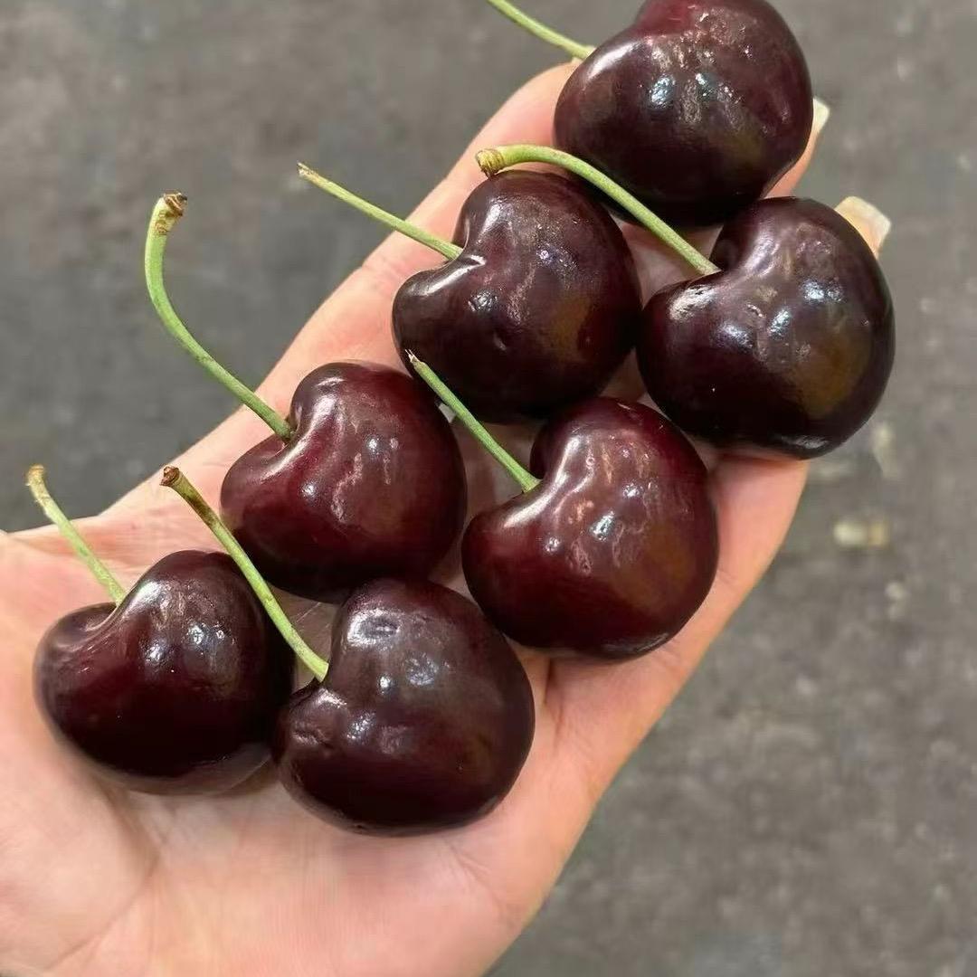 🍒00后车厘子主理人