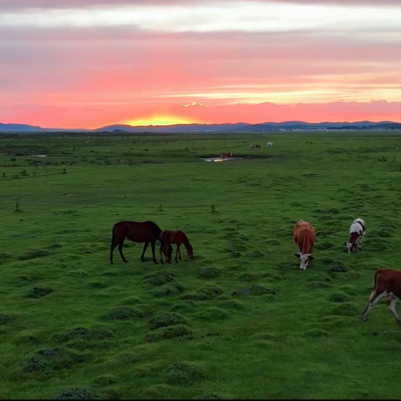 丰宁坝上草原老朋友
