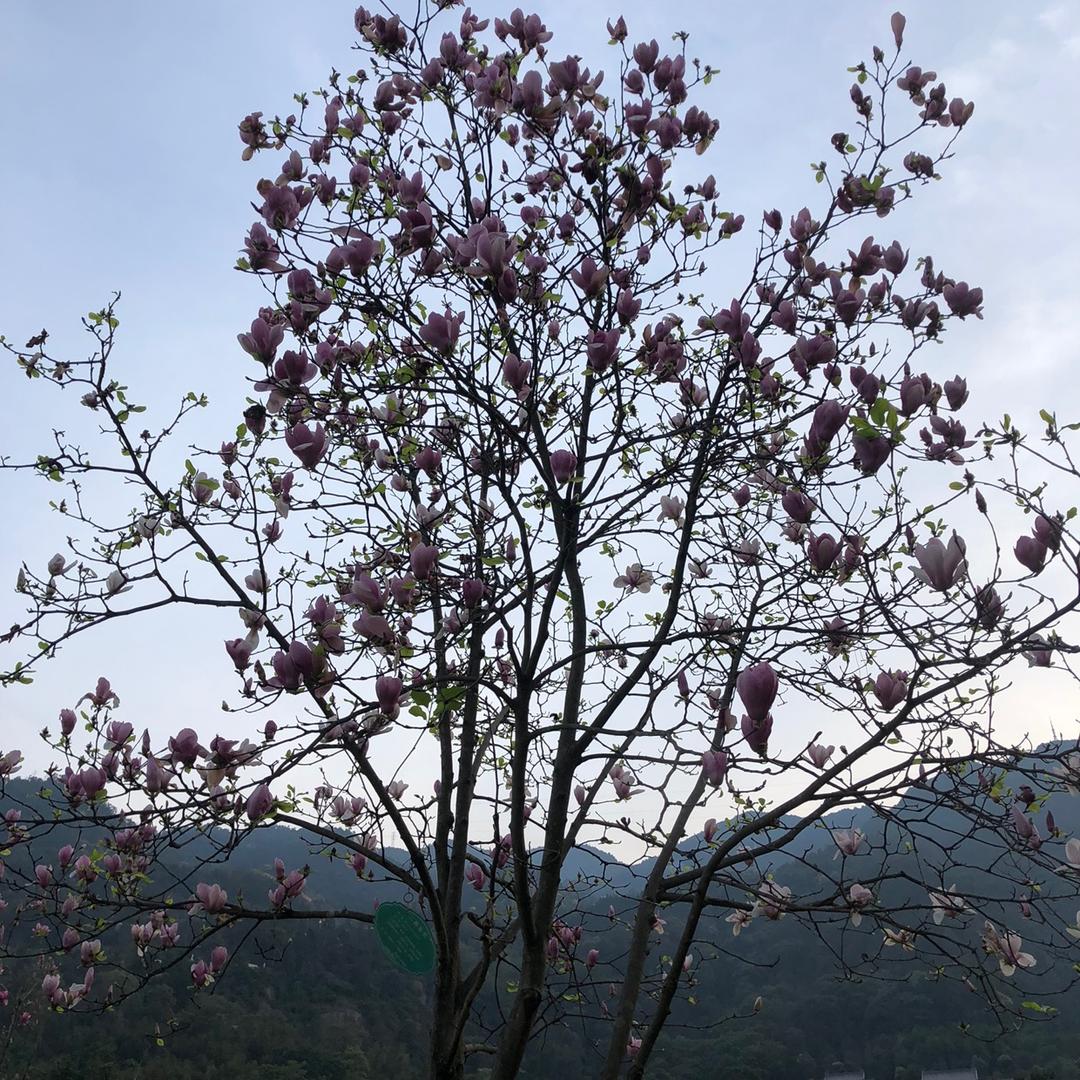 郑仙境