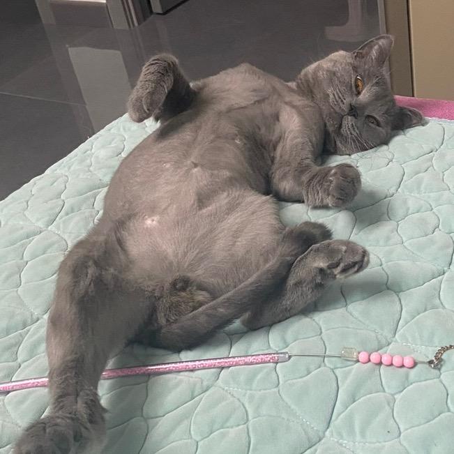 Kitty猫剧场