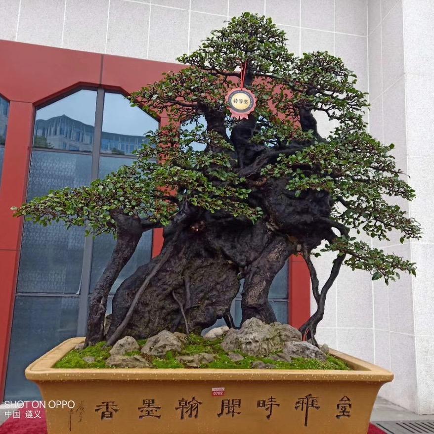 优品盆景园