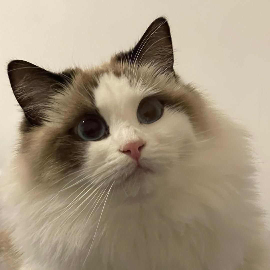 YaoMei爱吃小鱼干