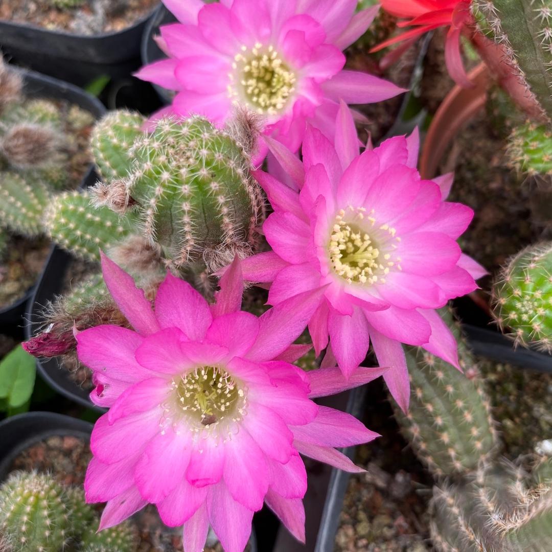 拾花园
