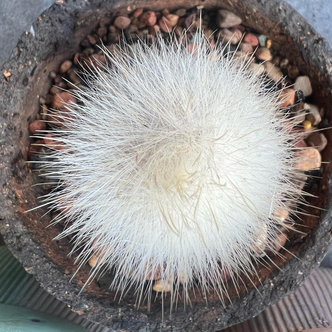 那是梦