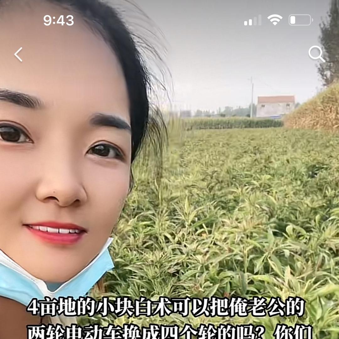 姐不火🔥，菊花种植基地