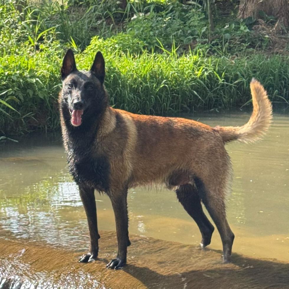 荣畅马犬（专攻老血）