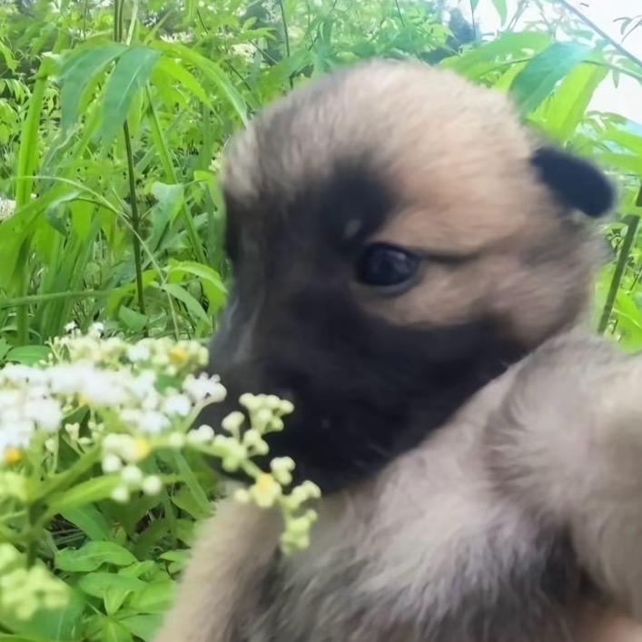 爆汁洋柿子味青苹果🍏