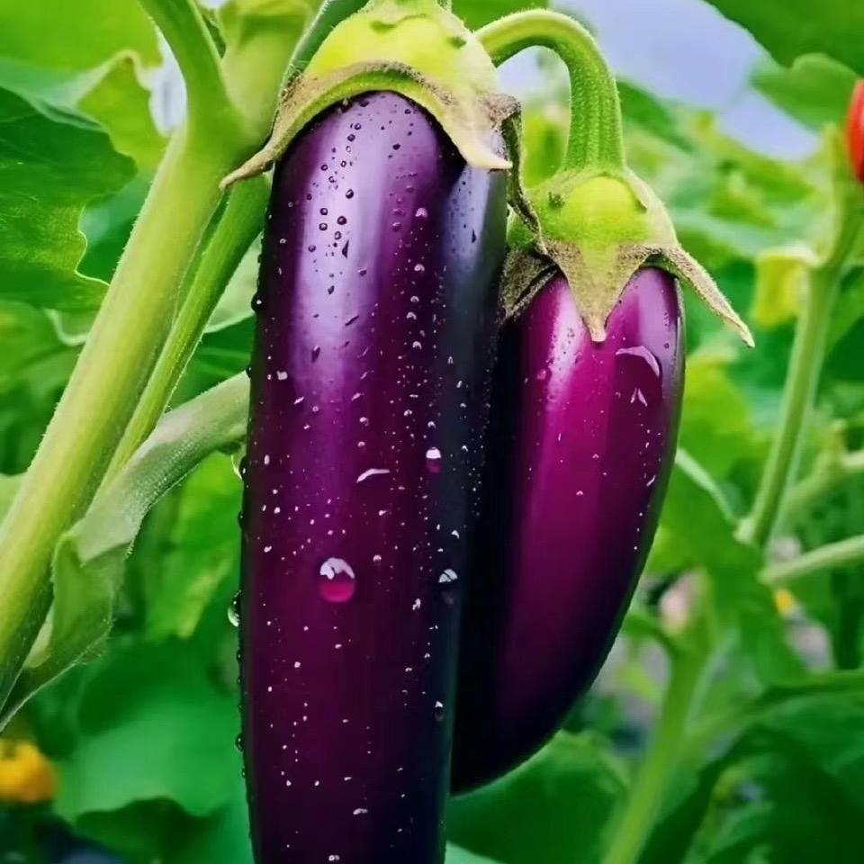 茄子是我打紫的&