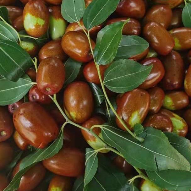 东北特产老商大枣