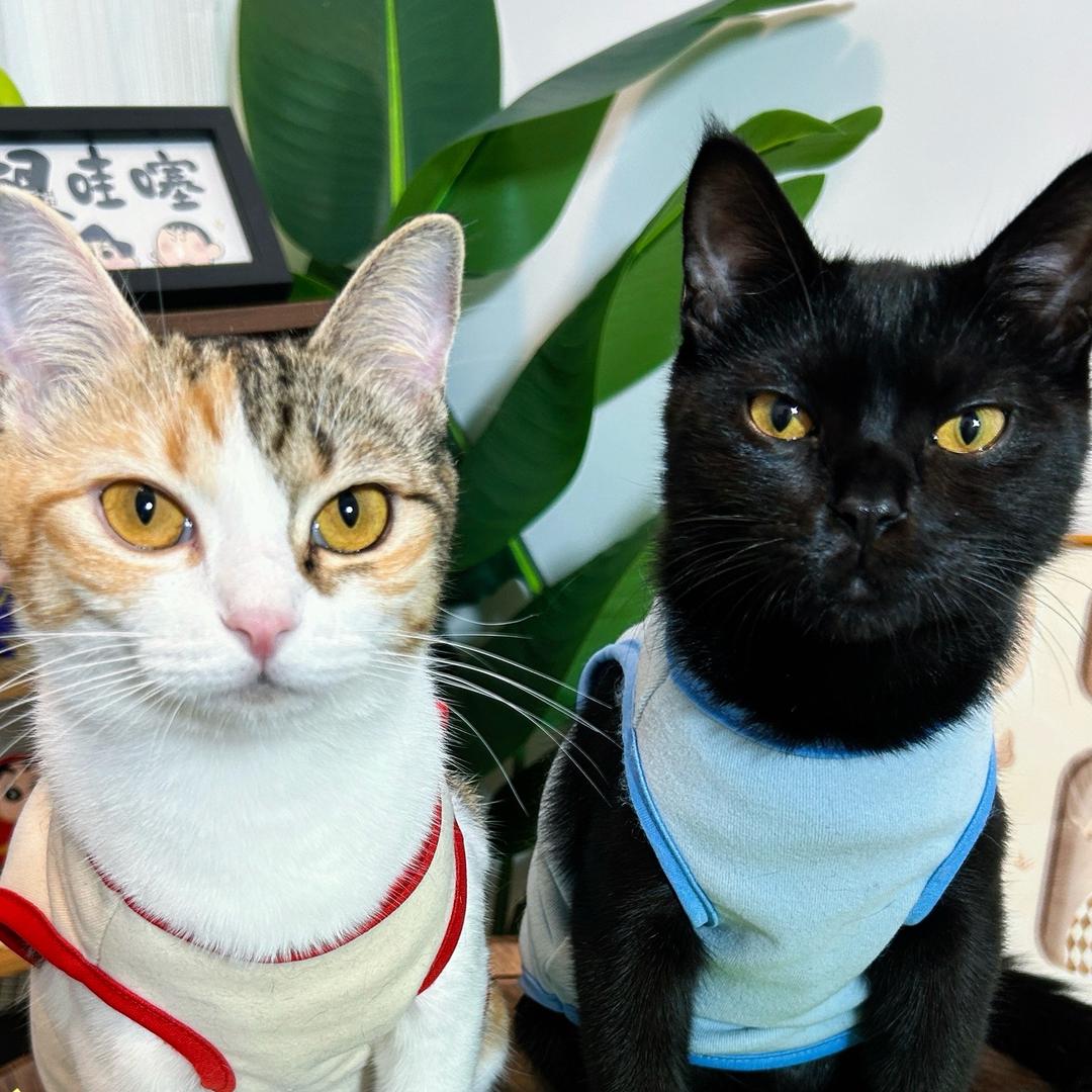 四喜是只猫