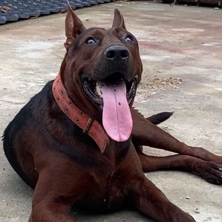 理想狼犬
