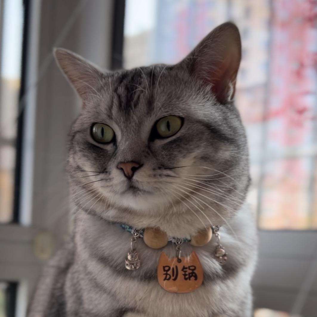 别锅不再是流浪猫