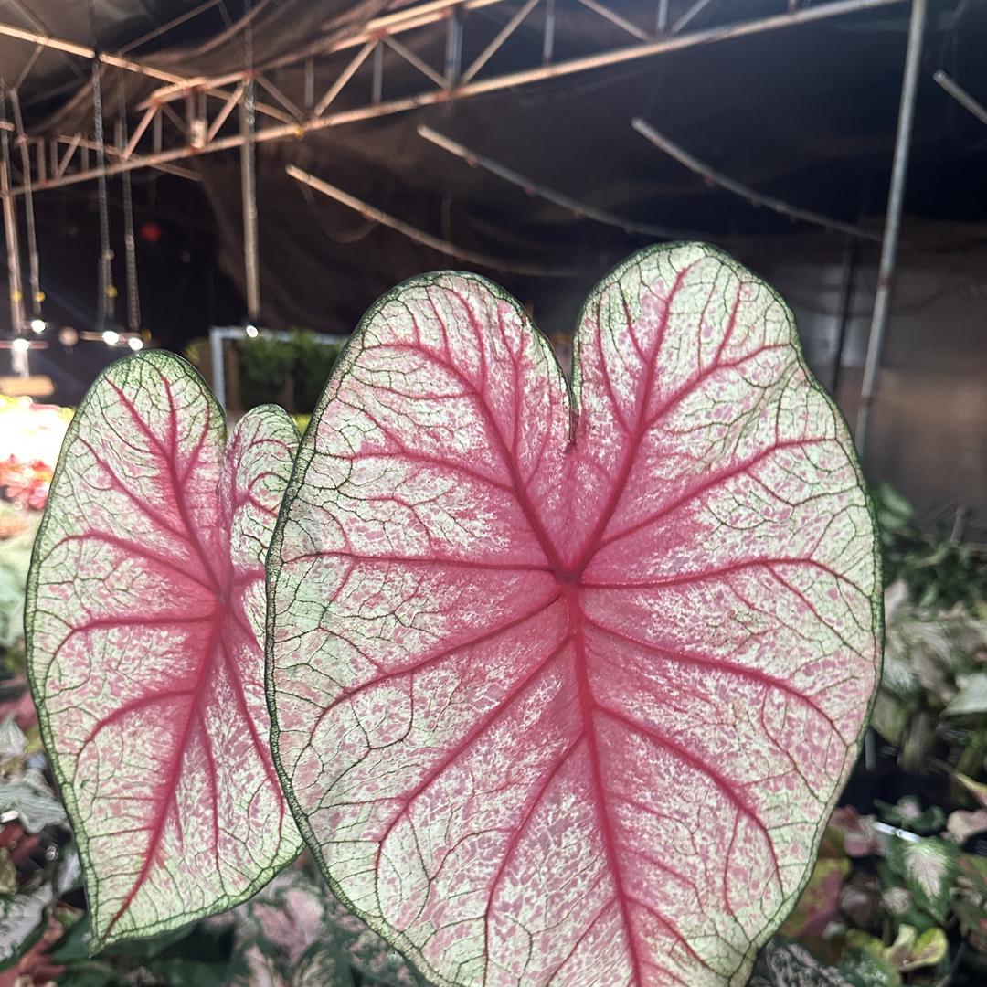 植家绿植彩叶芋