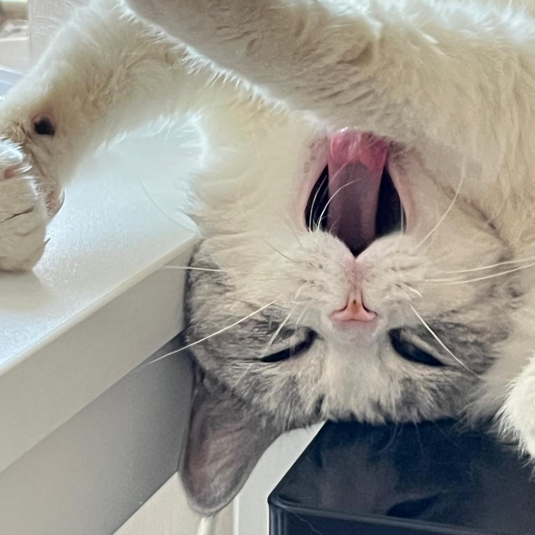 青卿灬🍑