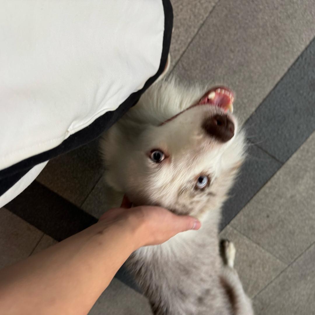殺瑕