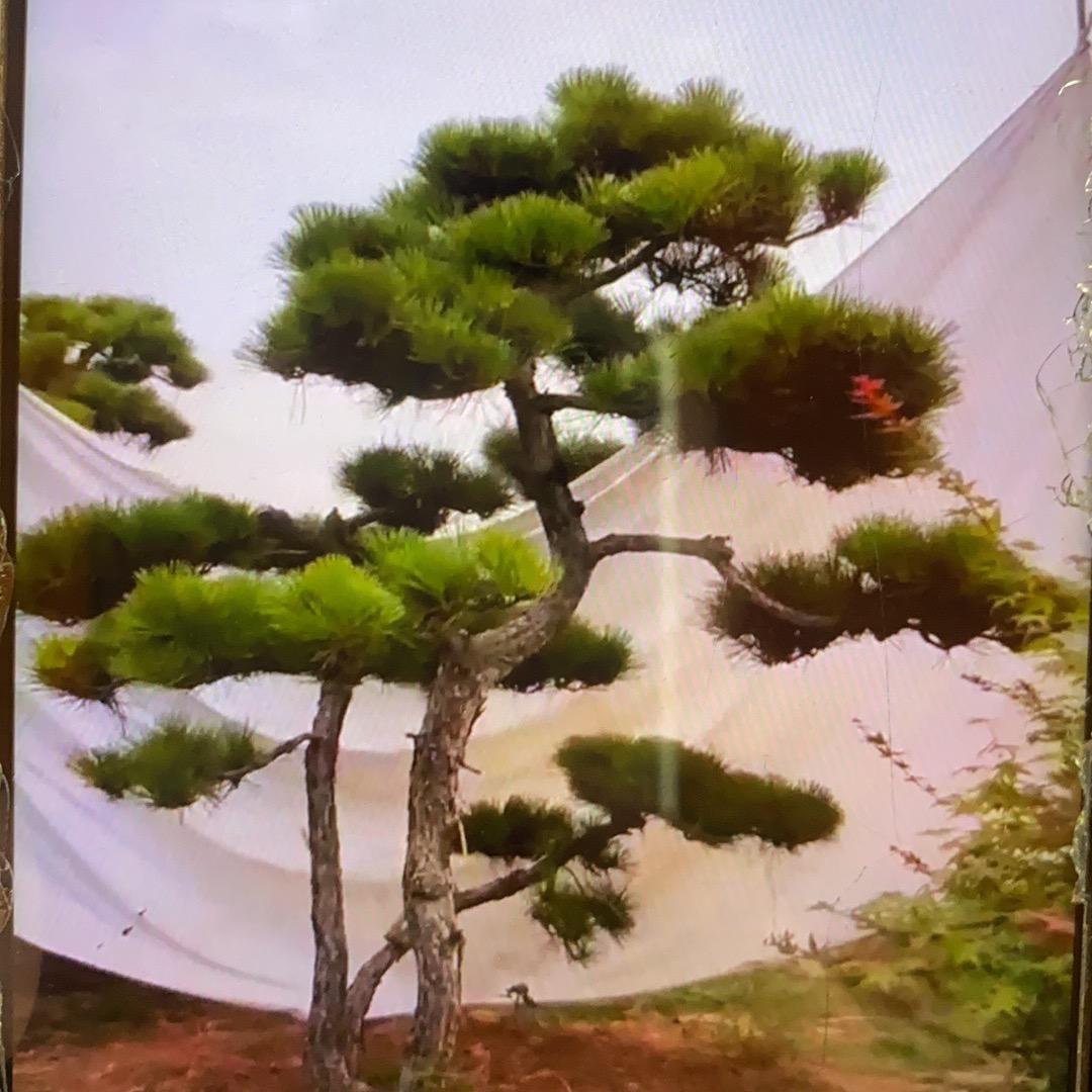 五行能量庭院美学