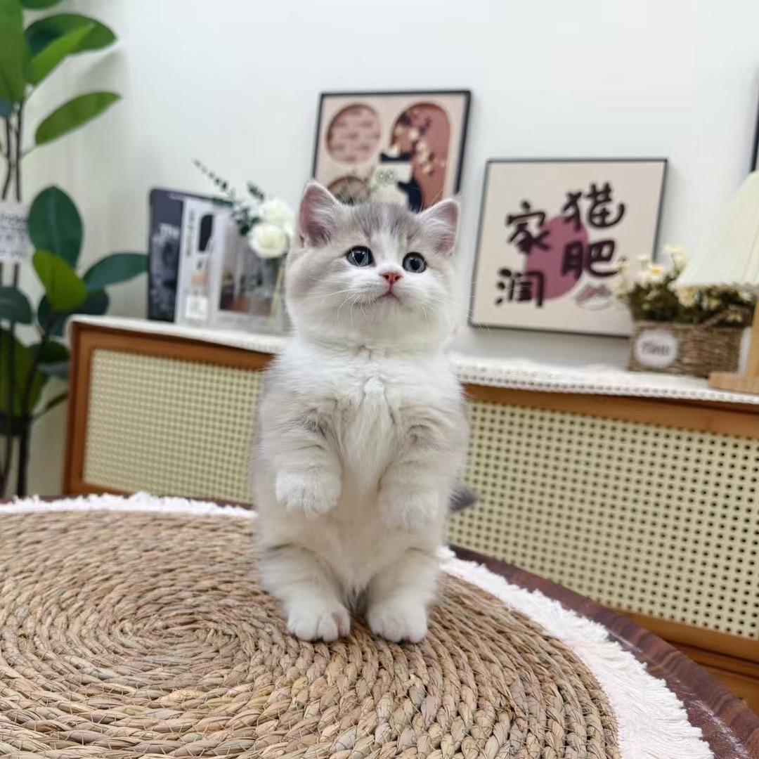 一只小面包