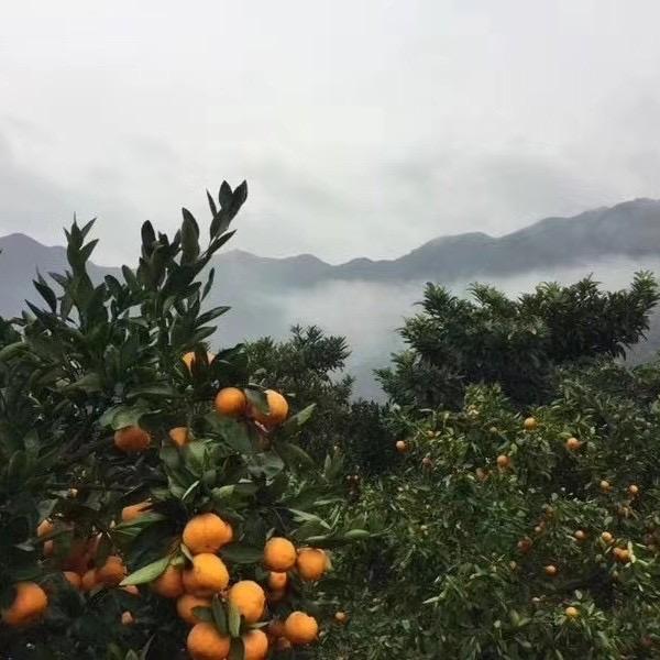 A专业水果批发零售