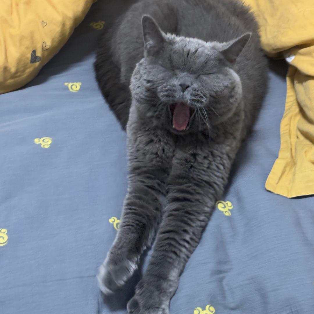 小冰宝🐱