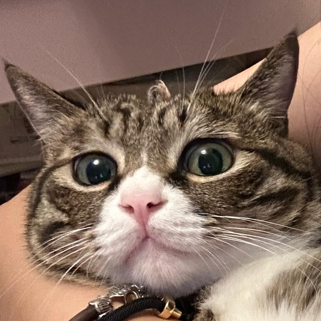 莎手通缉犯