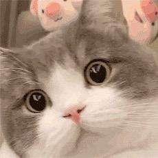小章鱼