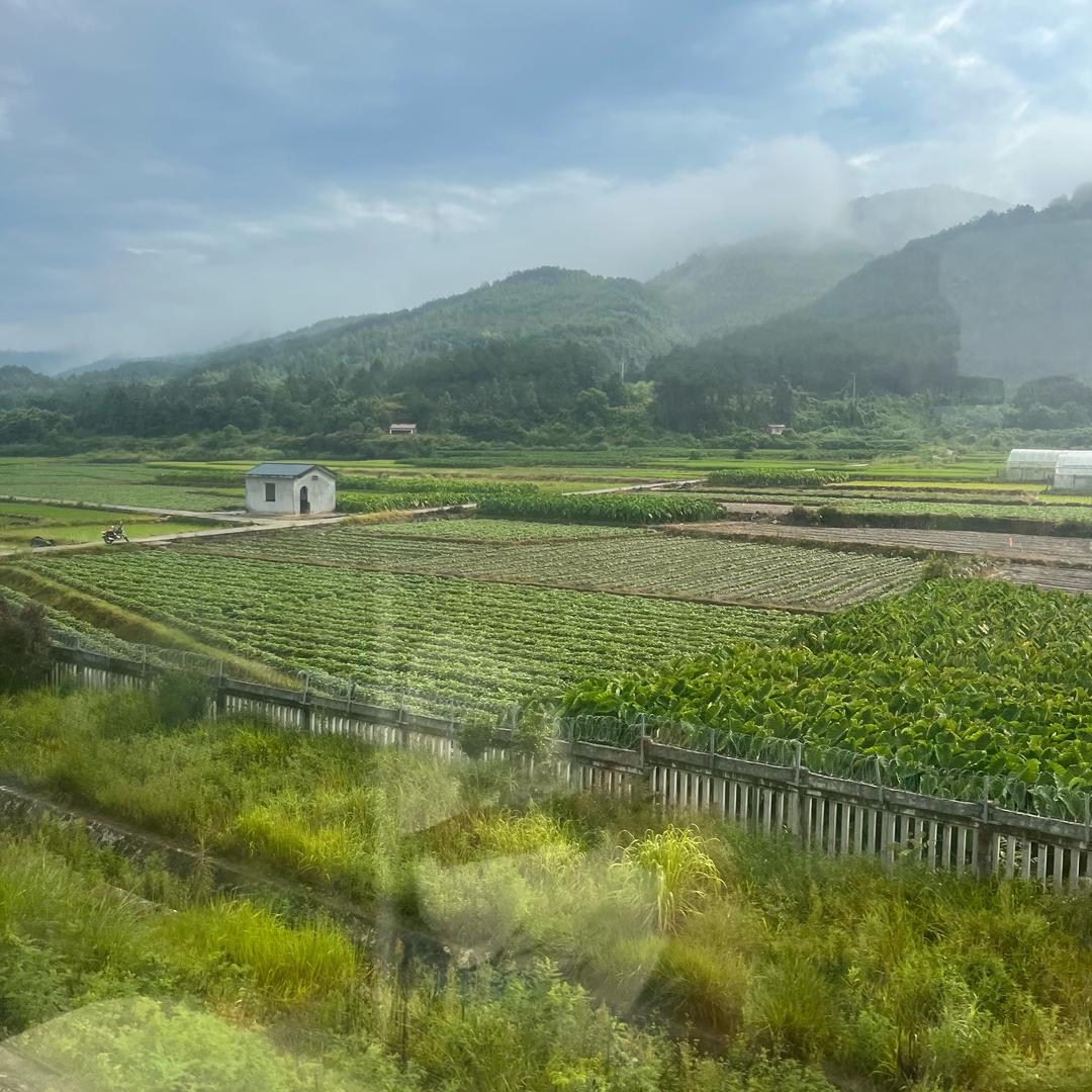 客家阿兰1农产品