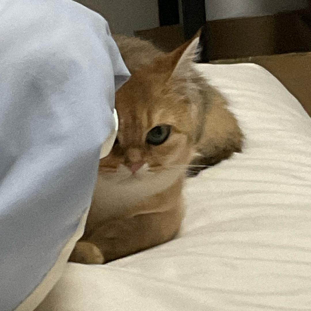 十五（超自然版）