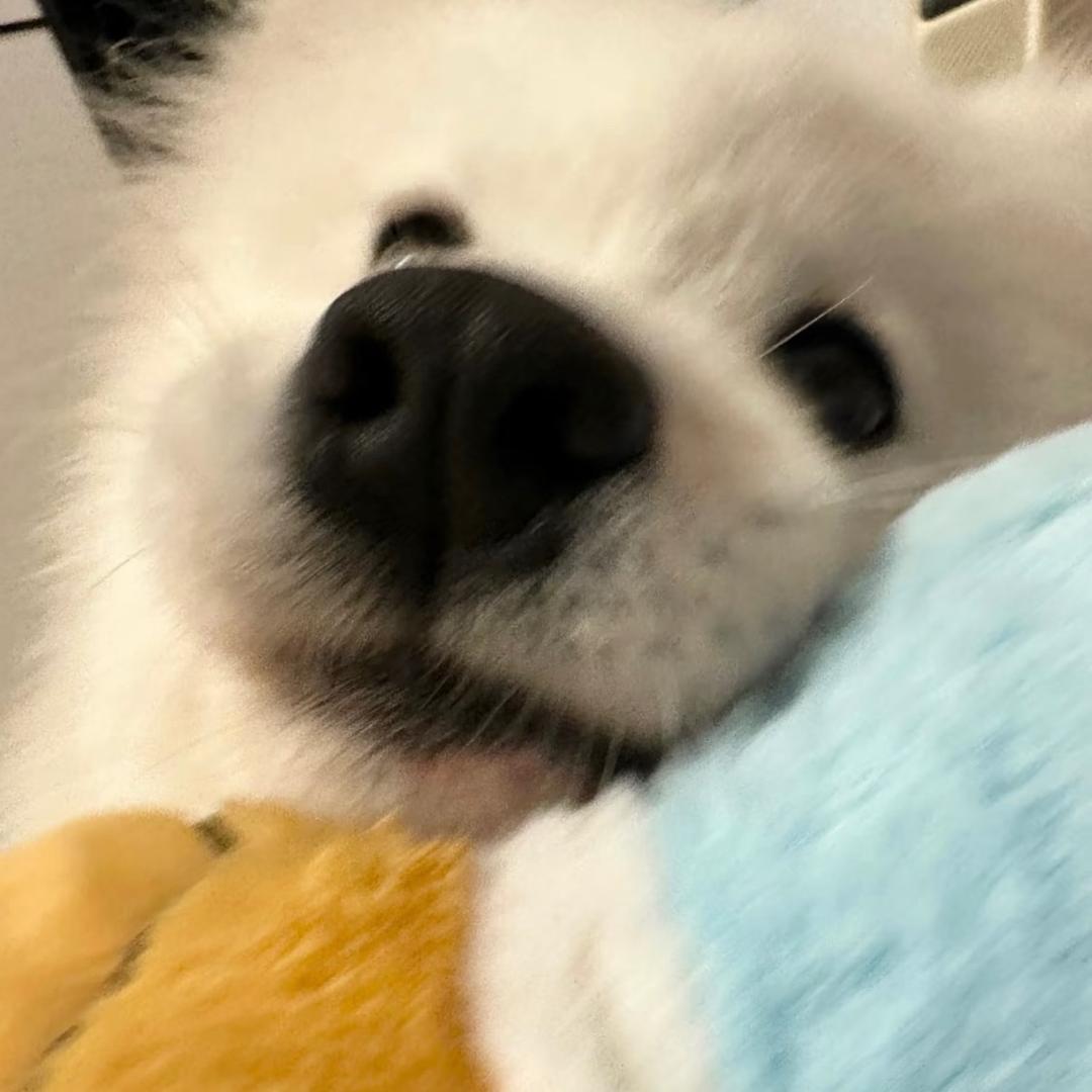 今晚吃什么