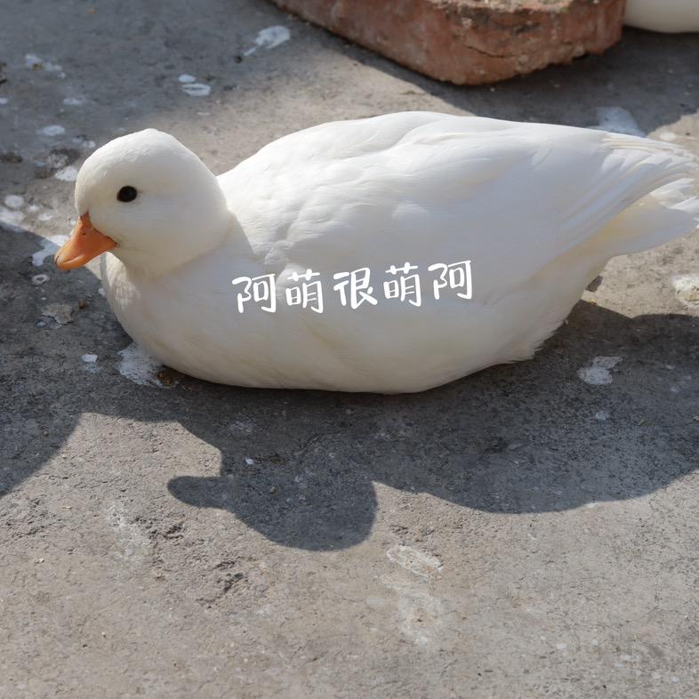 阿萌很萌阿