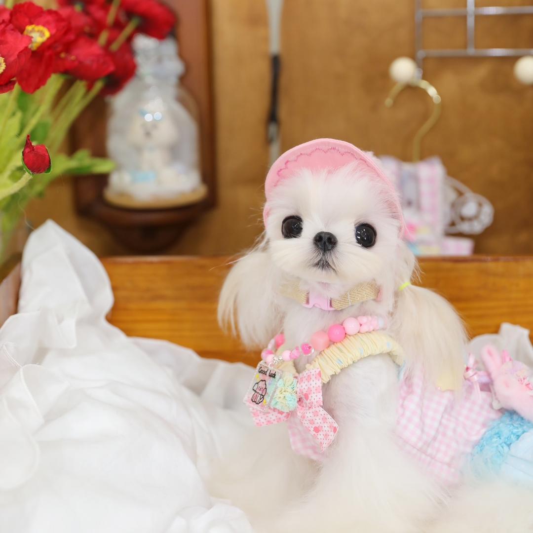 五顺涵涵的宠物店