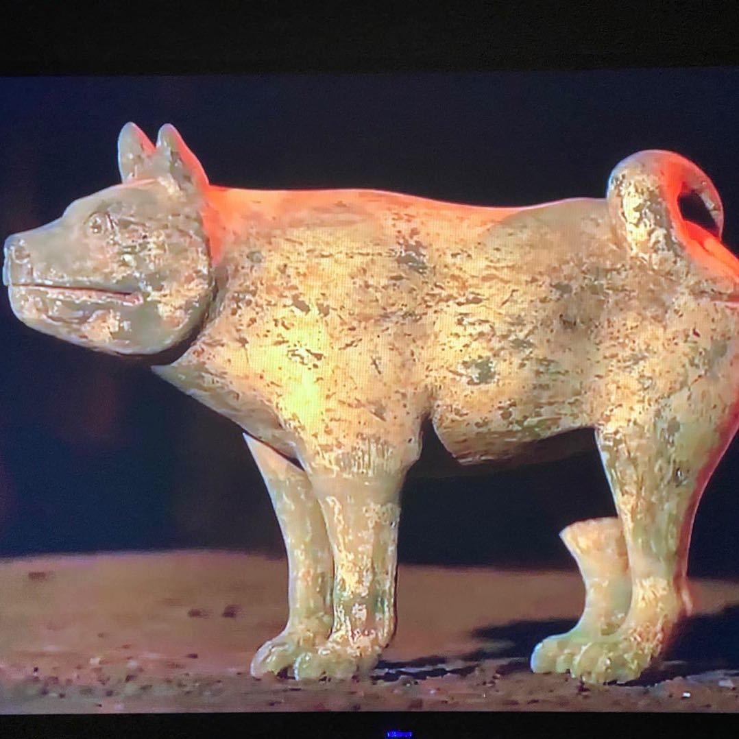 周氏中华原生虎斑犬保育