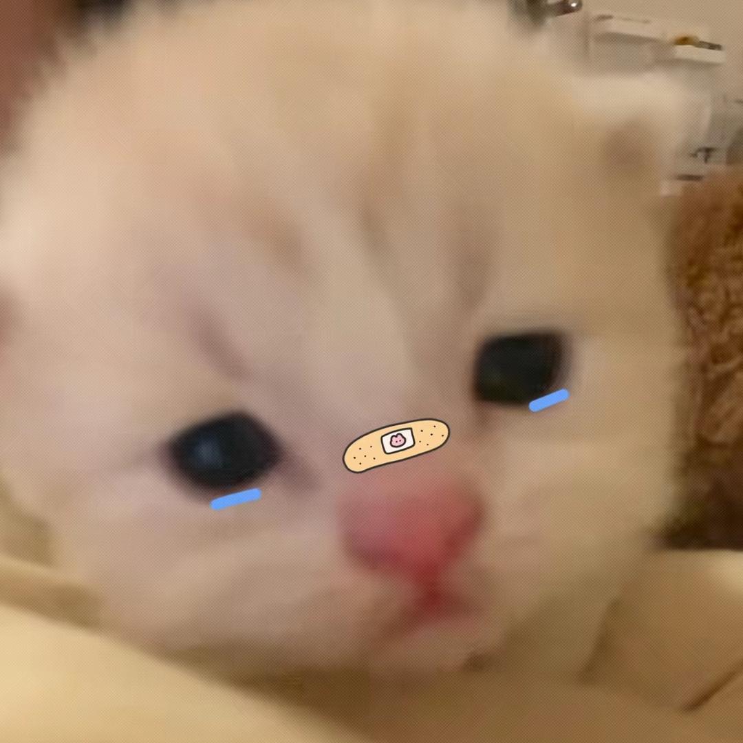 心碎小猫
