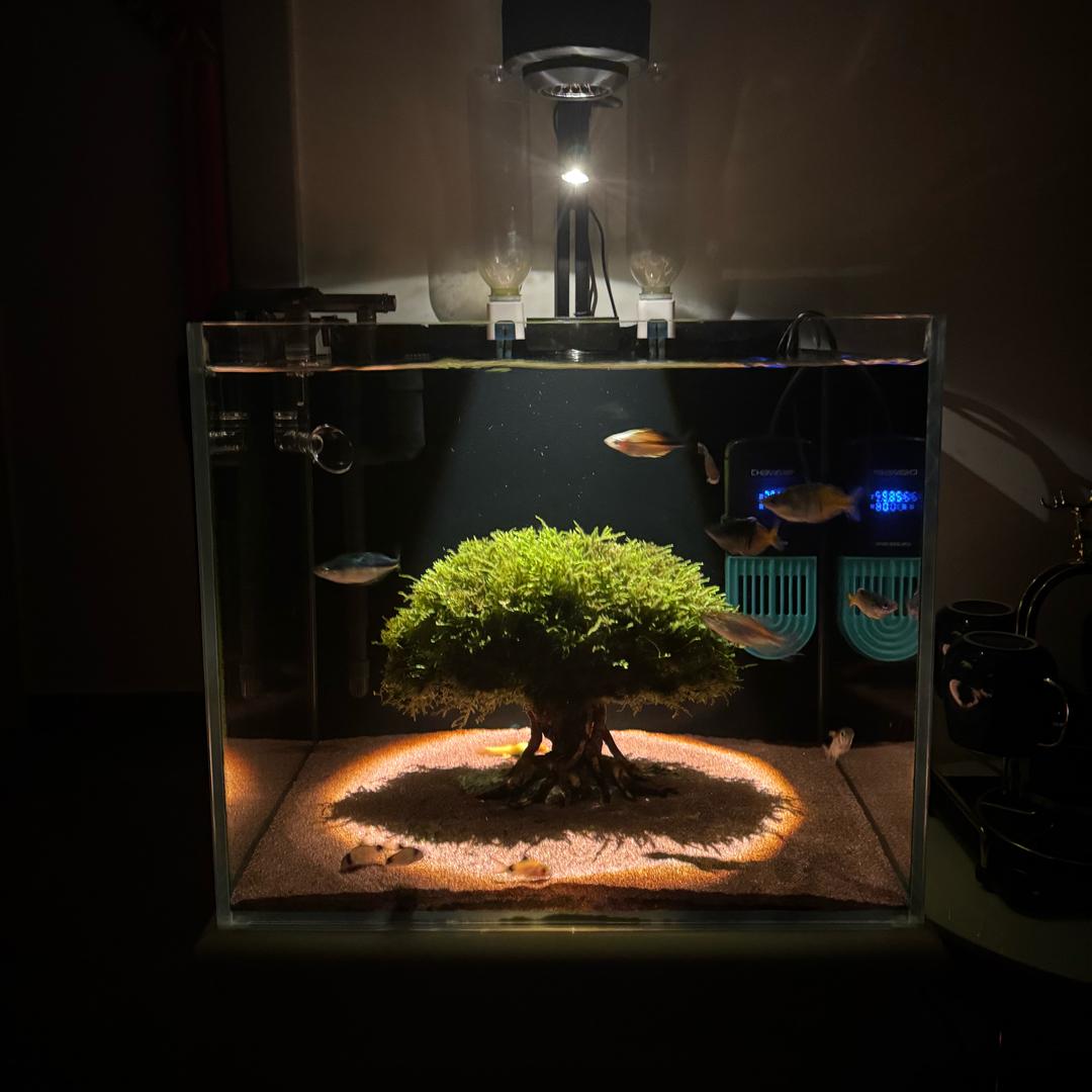 爱养鱼的业余选手