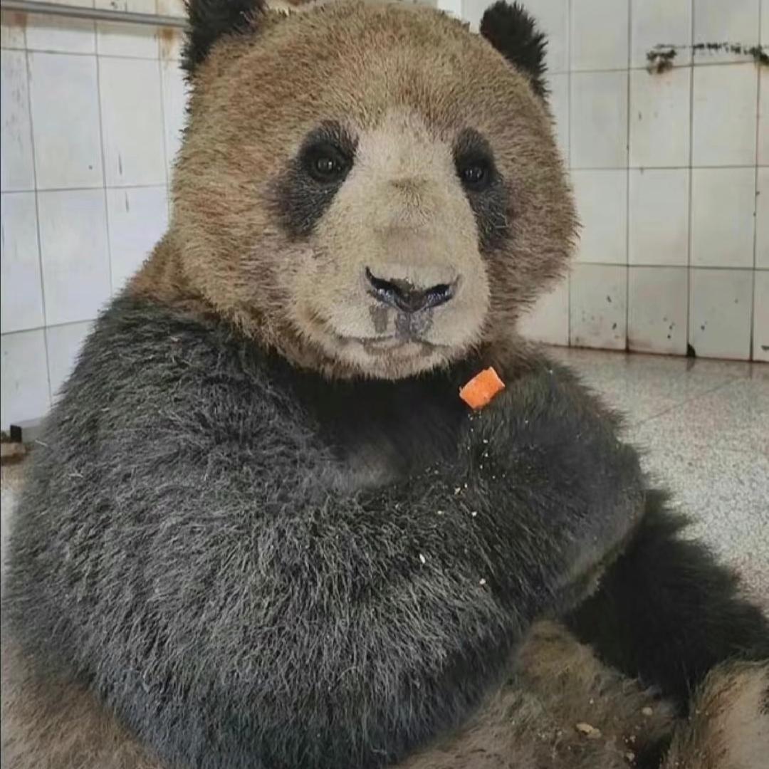 古早