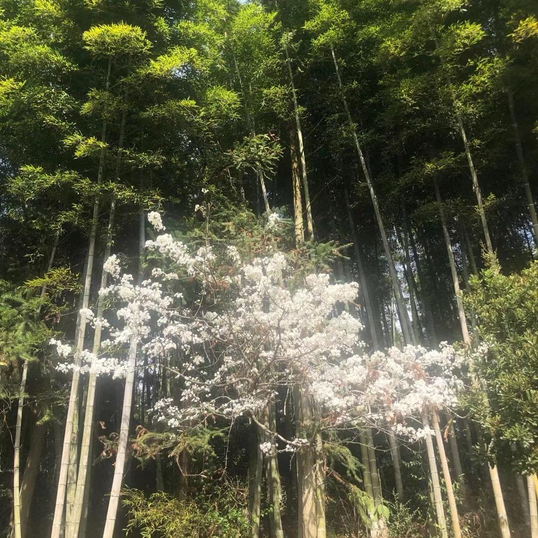 比高