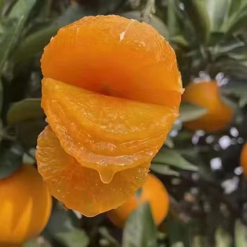 橙悦生鲜  供应链(橙子季)