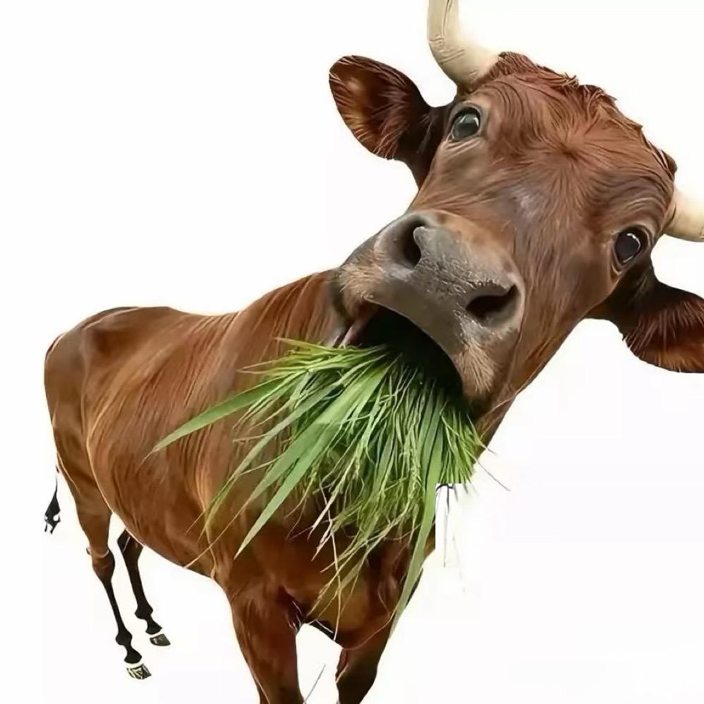 12（599花火结婚版）