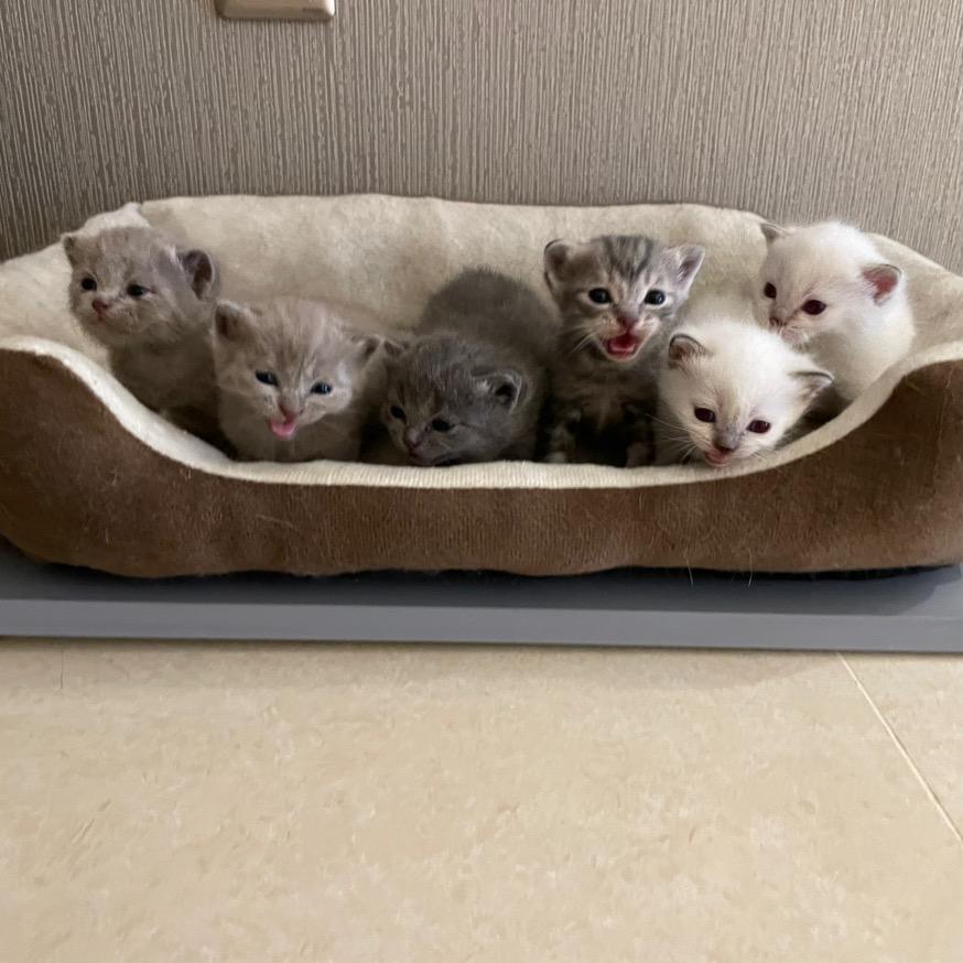橘子酱的7只猫