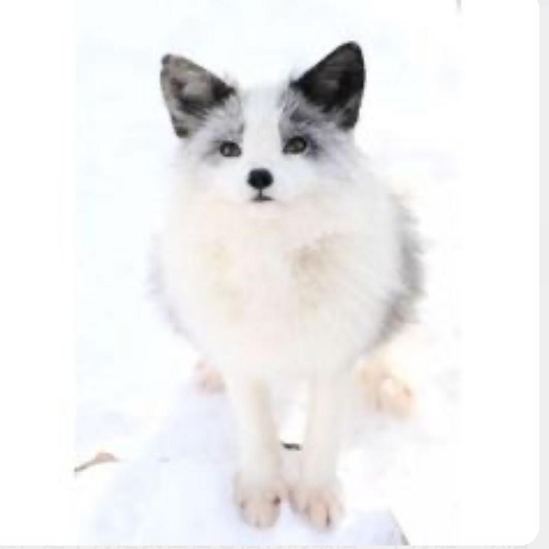 狐狸多吉