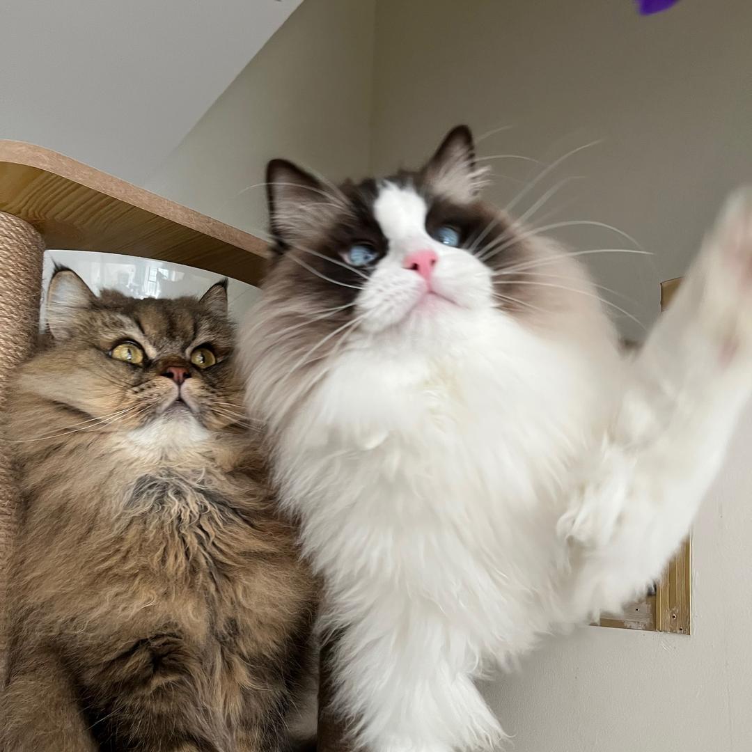 爱咪家的铲屎官