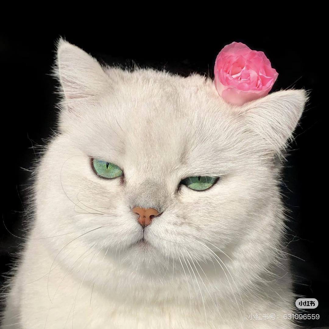 康康（探索新境2版）💚