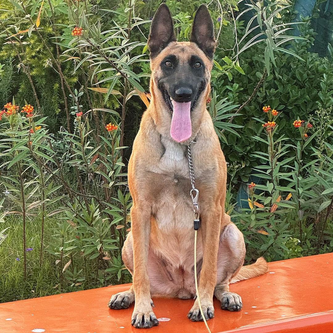 小艺马犬（成都彭州）