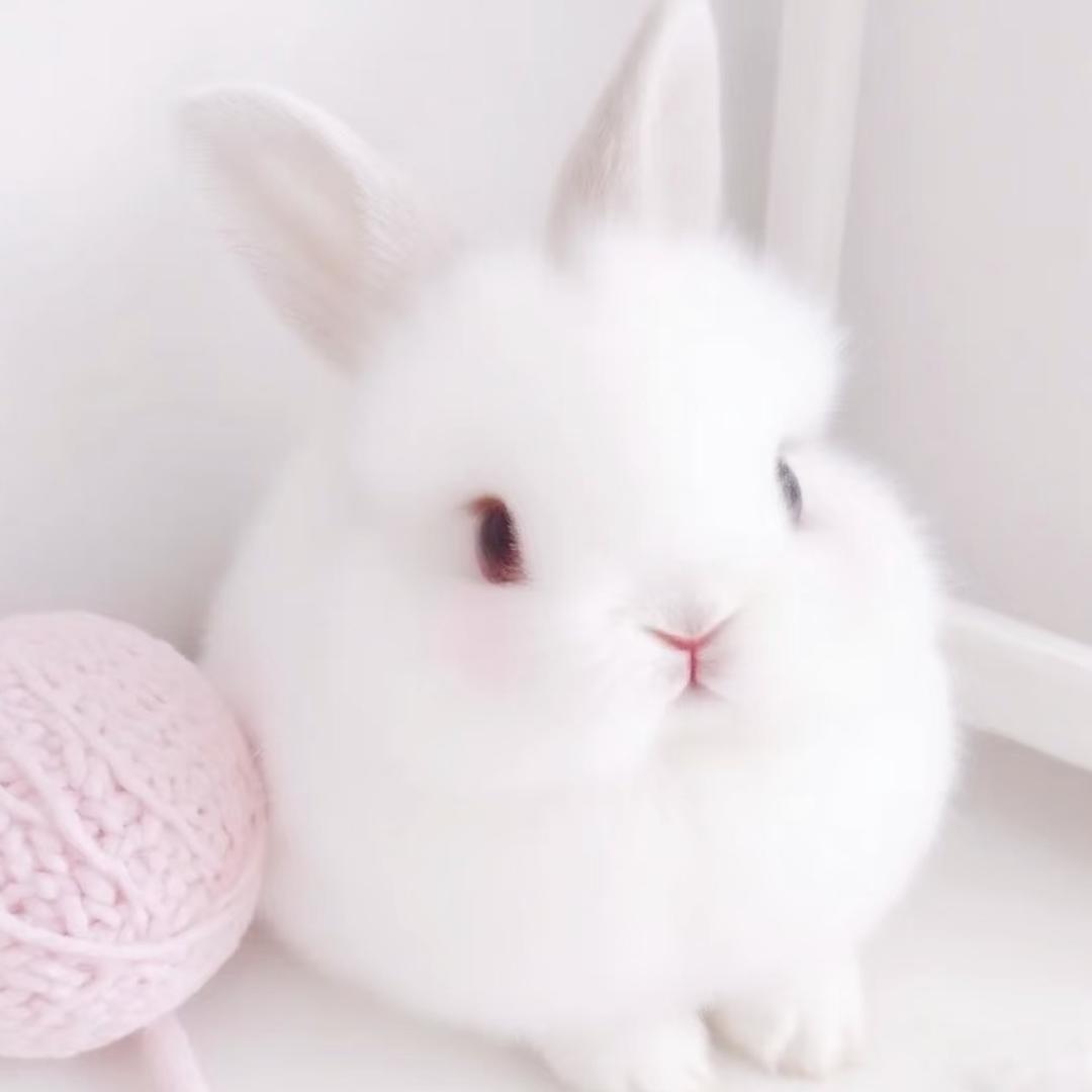 vv vv