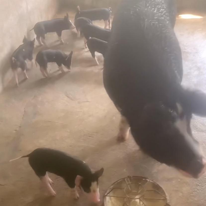 海南黑猪小王子(胡同志)