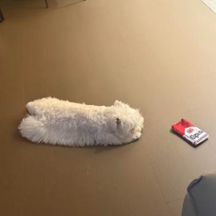 吃不吃不吃我吃