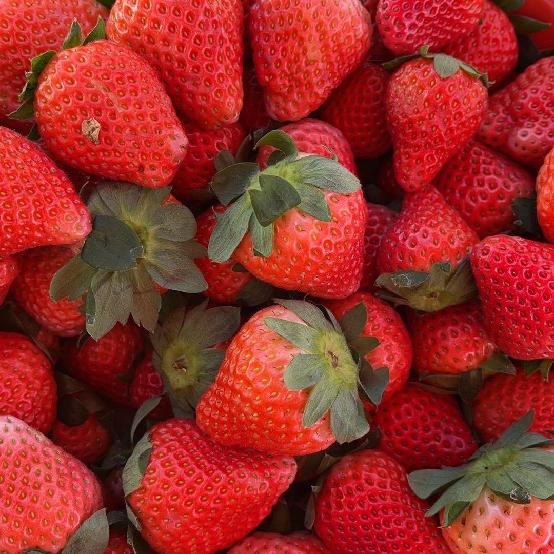 草莓🍓