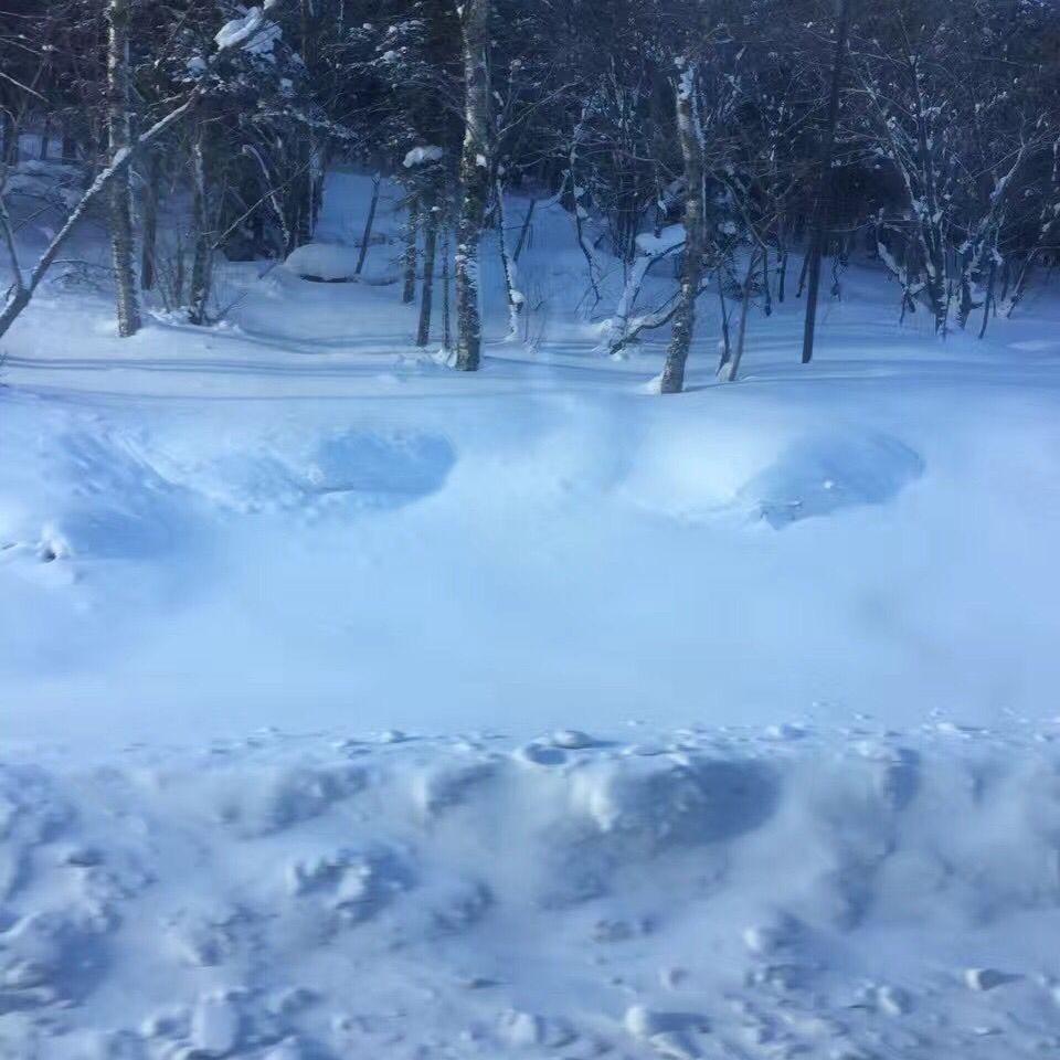 森林雪原(2)
